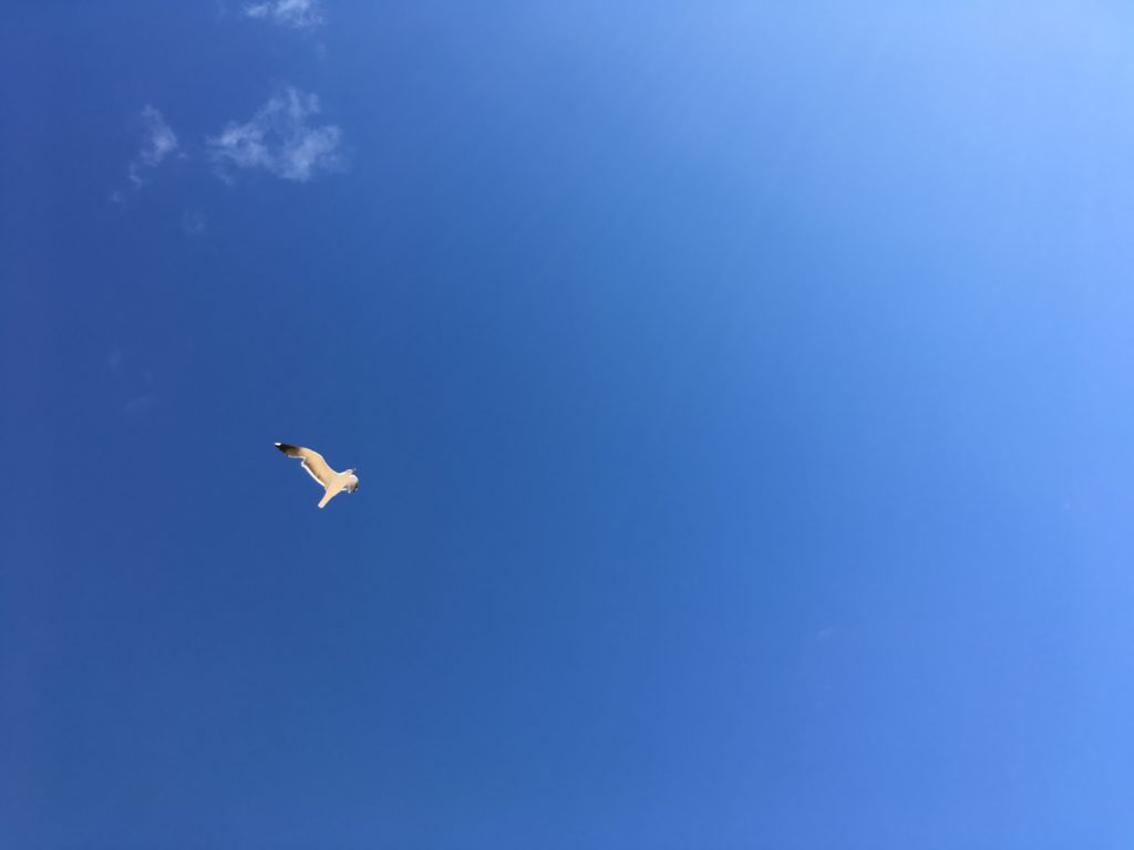 Oiseau blanc dans le ciel bleau, fragrance du soleil